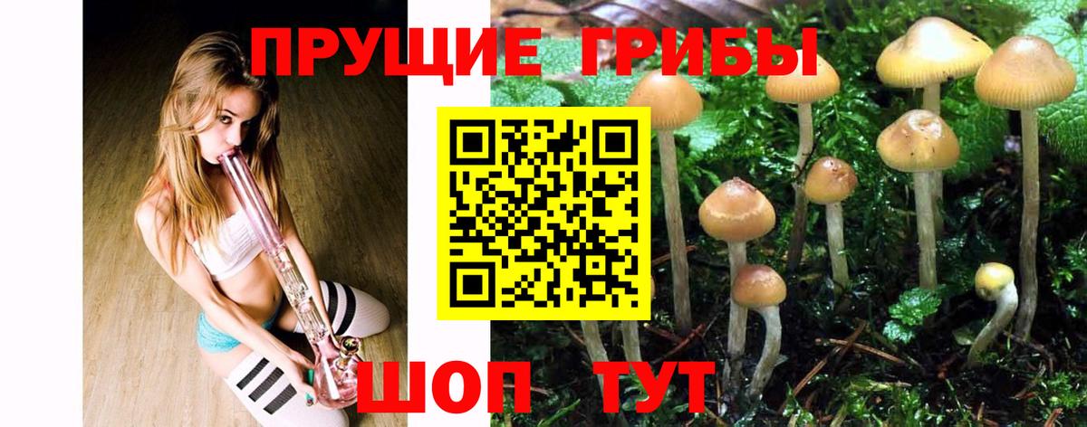 Галлюциногенные грибы Cubensis Дедовск